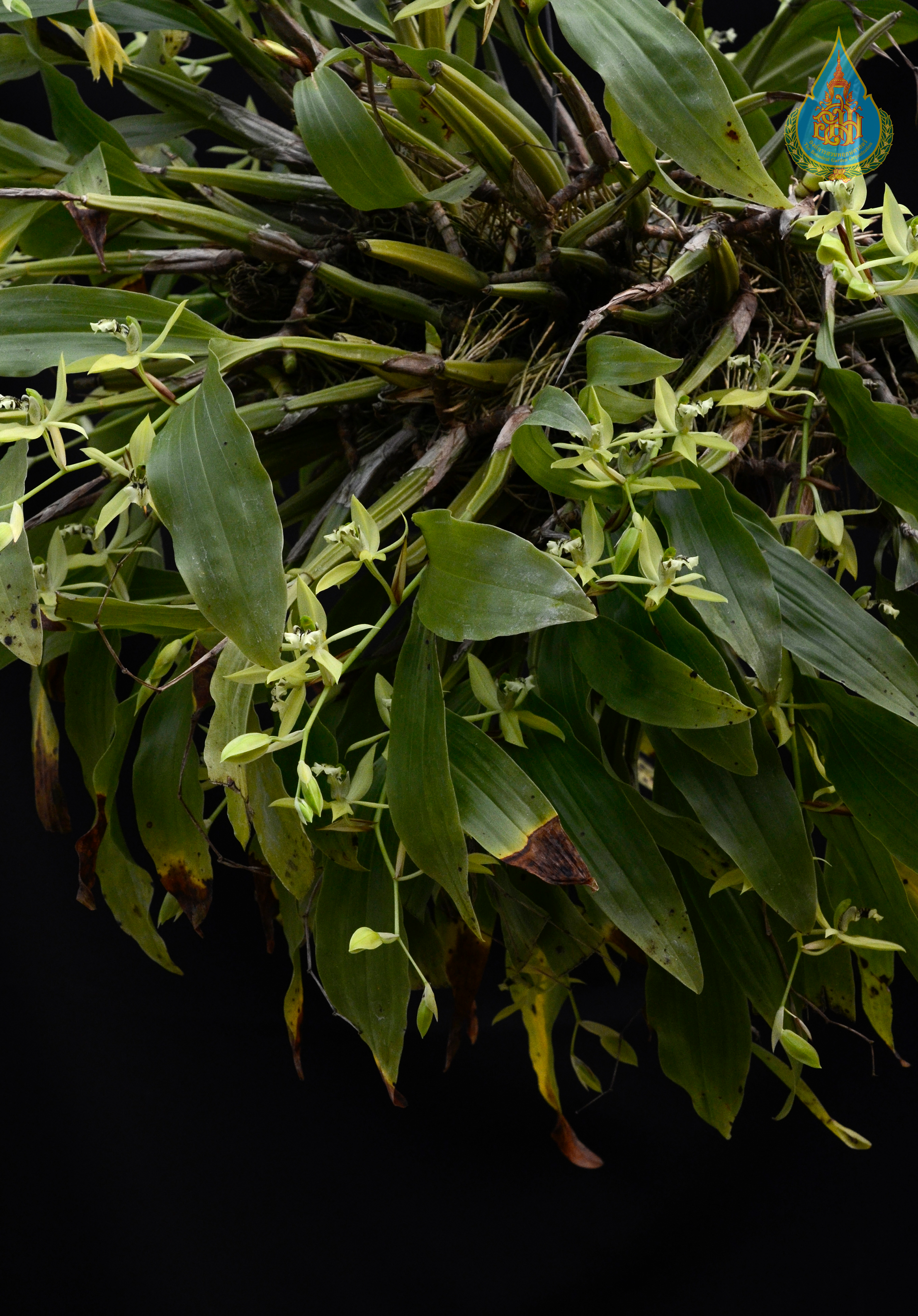 เอื้องลำเทียนปากดำ Coelogyne brachyptera Rchb.f.<br/>ORCHIDACEAE